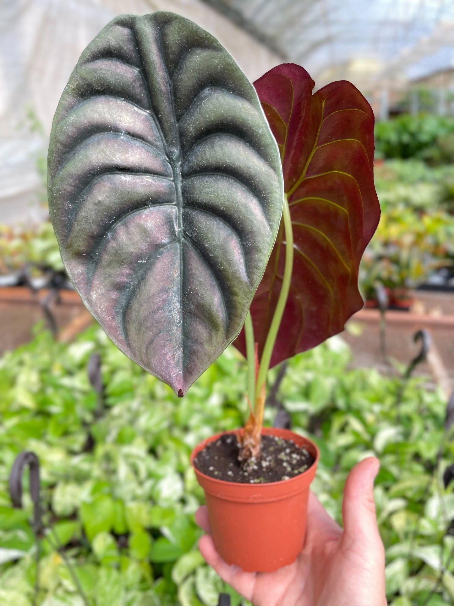 Alocasia 'Red Secret'-4" Pot