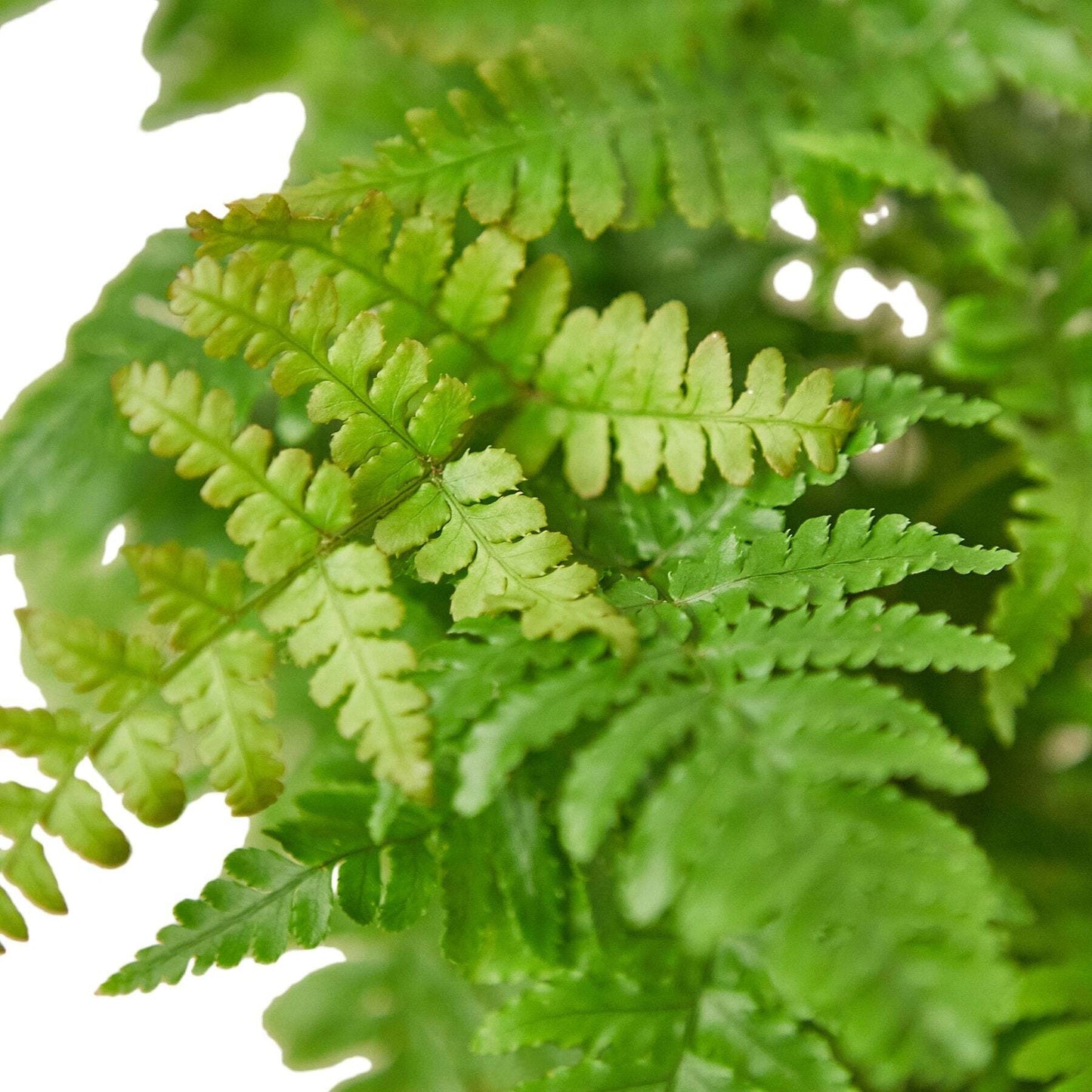 'Autumn' Fern-4" Pot