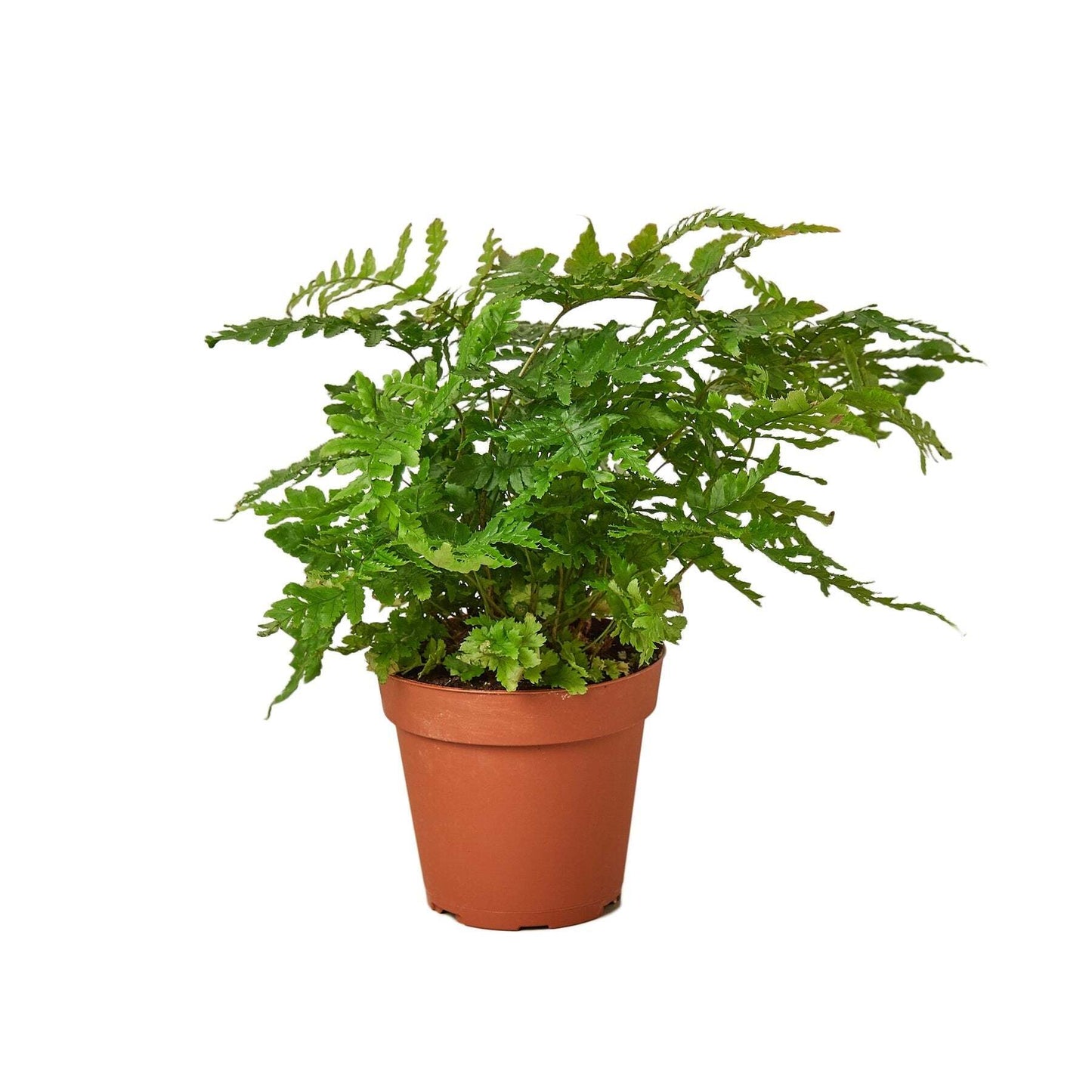 'Autumn' Fern-4" Pot