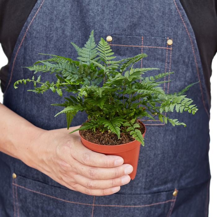 'Korean Rock' Fern-4" Pot