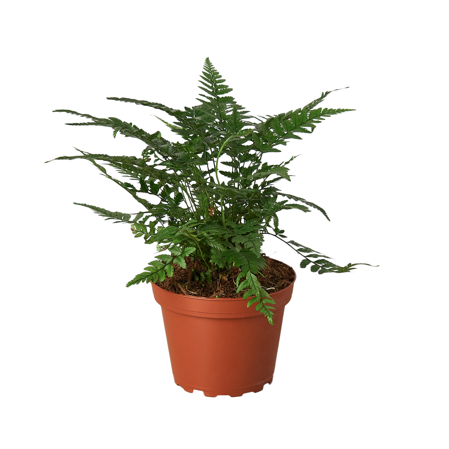 'Korean Rock' Fern-4" Pot