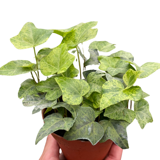 Ivy Gold Dust-4" Pot