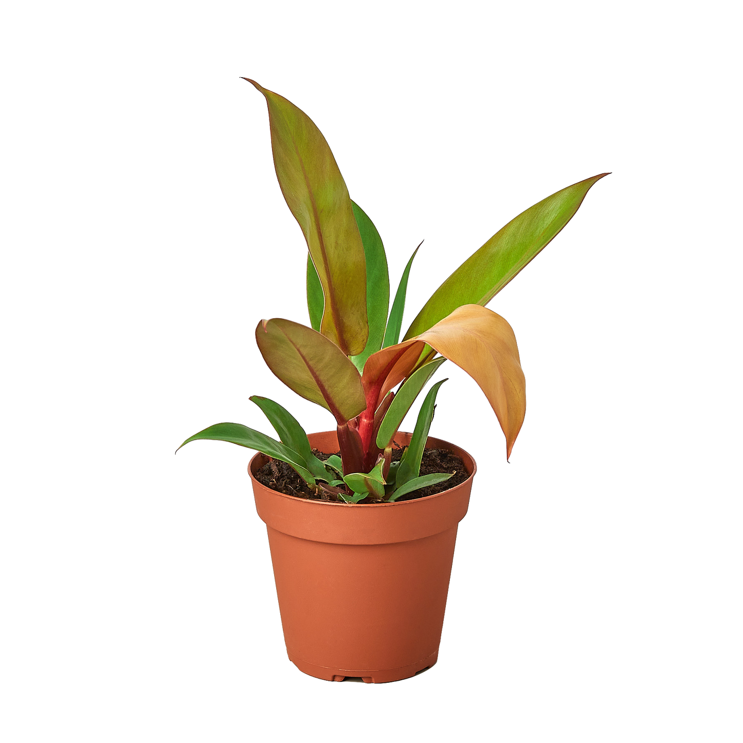 Philodendron 'Prince of Orange' - Scarvesnthangs
