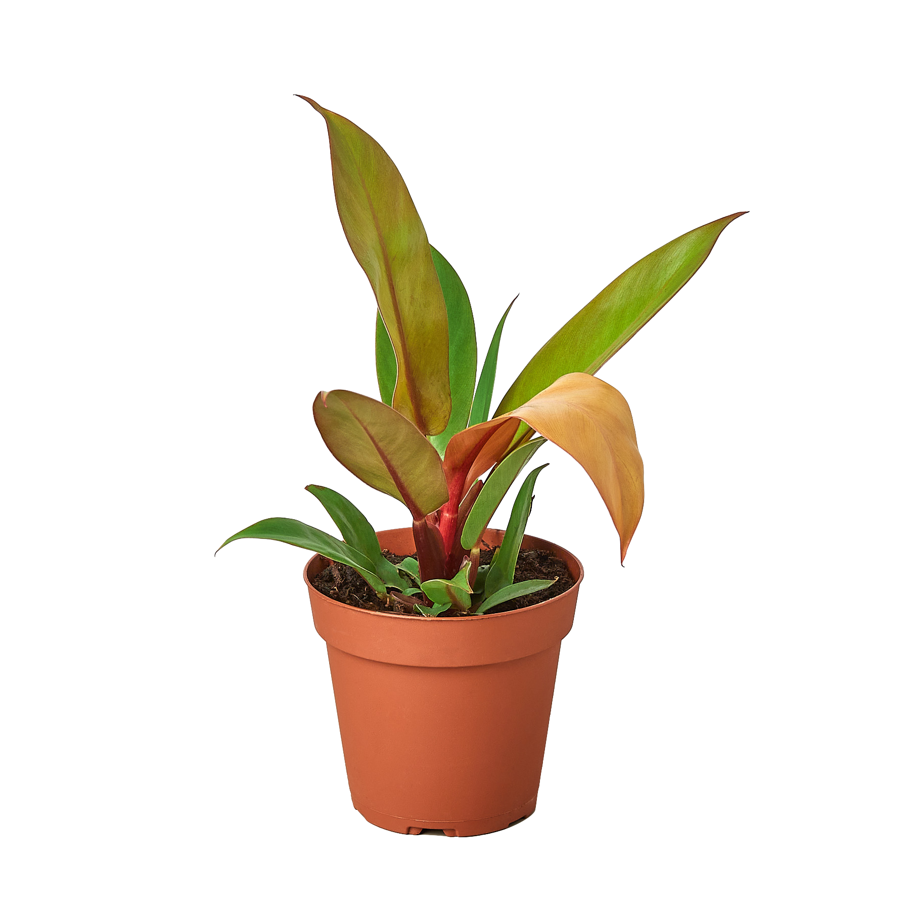 Philodendron 'Prince of Orange' - Scarvesnthangs