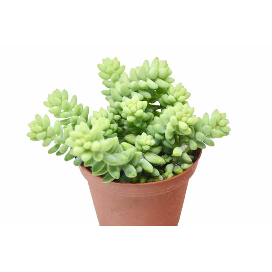 Sedum 'White Stone Crop' Succulent-4" Pot