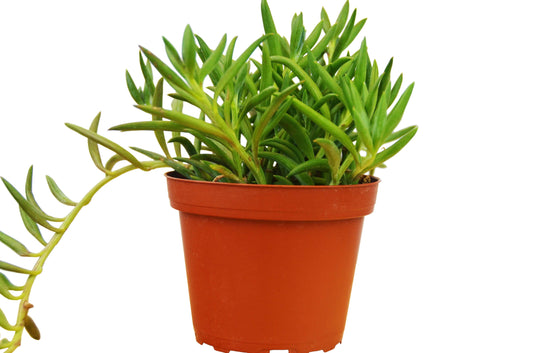 Senecio Succulent 'Fish Hooks'-4" Pot / Nursery Pot