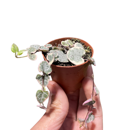 String of Hearts Variegated-4" Pot