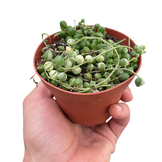 Succulent 'String of Pearls' Variegated-4" Pot