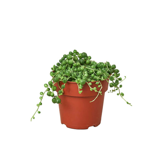 Succulent 'String of Pearls'-4" Pot / Nursery Pot