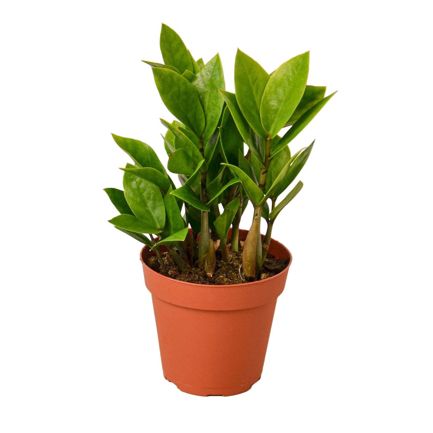 Zamioculcas Zamiifolia ZZ-4" Pot / Nursery Pot