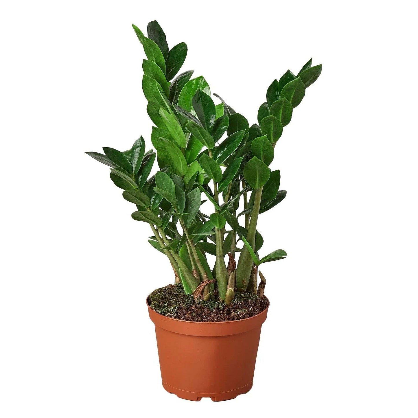 Zamioculcas Zamiifolia ZZ-4" Pot / Nursery Pot