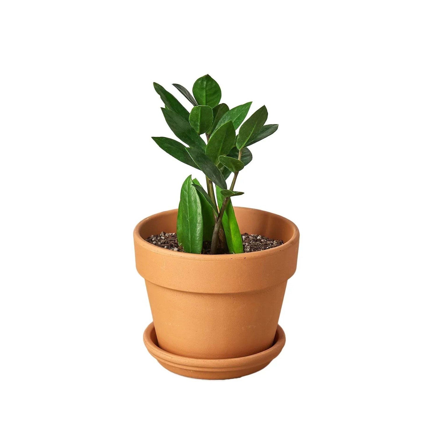 Zamioculcas Zamiifolia ZZ-4" Pot / Nursery Pot