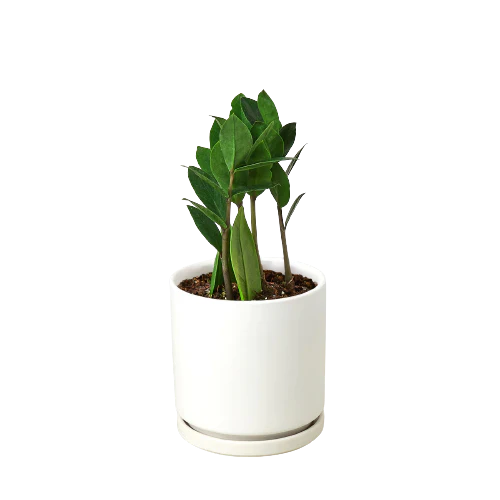 Zamioculcas Zamiifolia ZZ-4" Pot / Nursery Pot