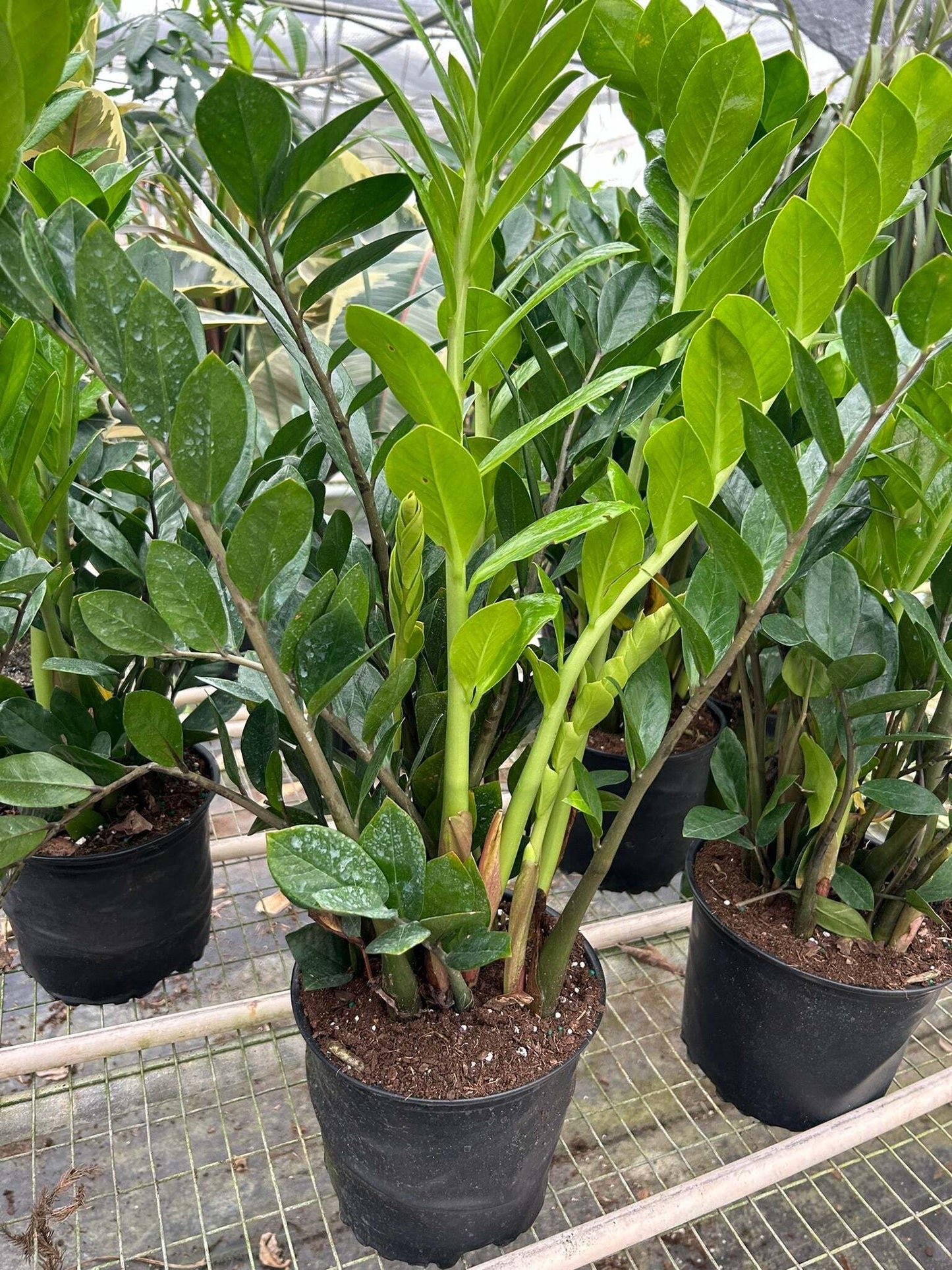 Zamioculcas Zamiifolia ZZ-4" Pot / Nursery Pot