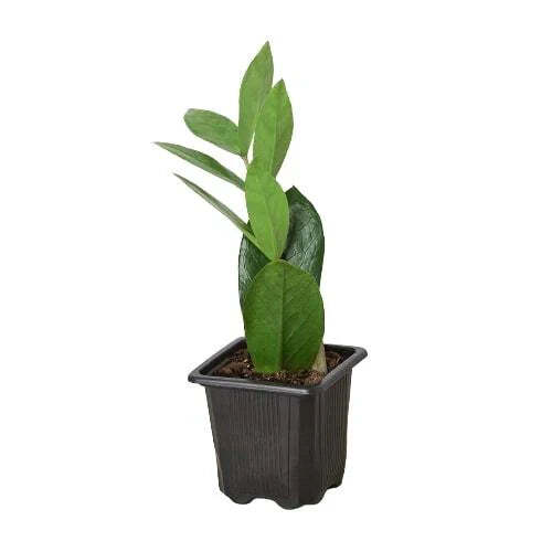 Zamioculcas Zamiifolia ZZ-4" Pot / Nursery Pot