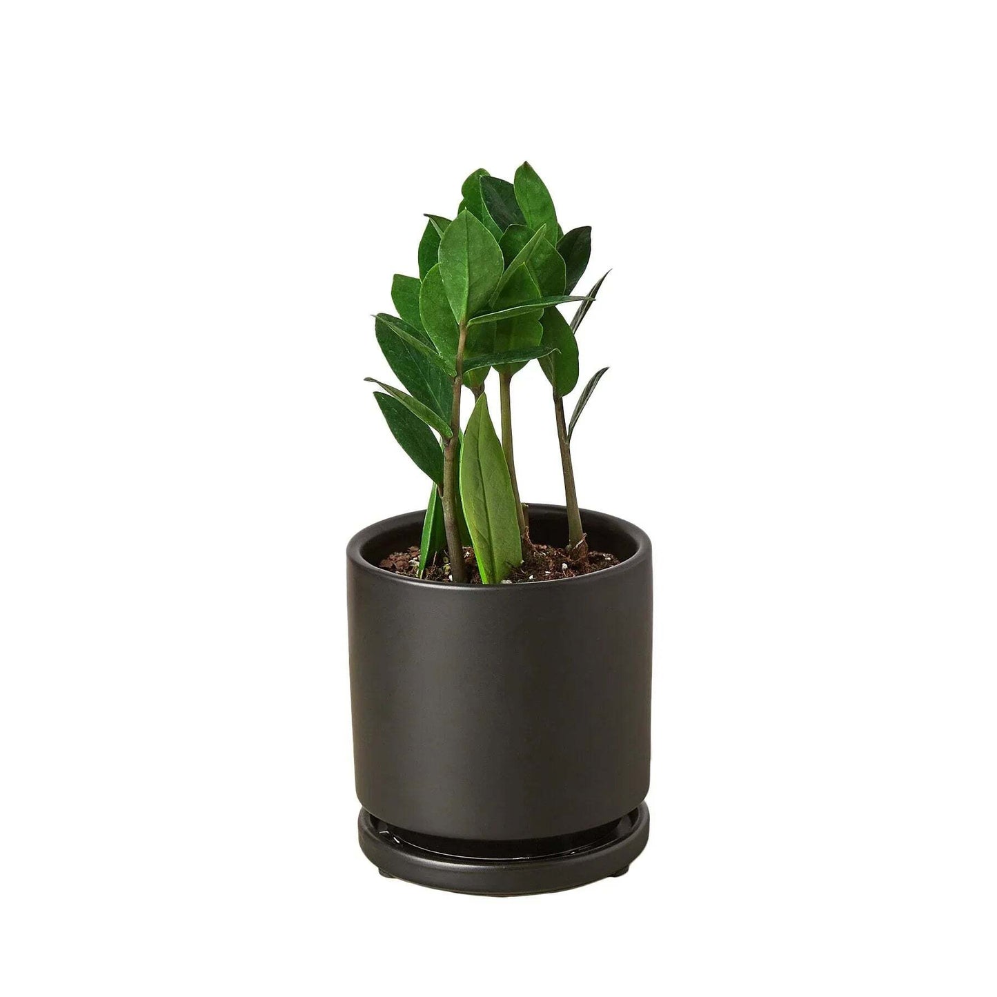 Zamioculcas Zamiifolia ZZ-4" Pot / Nursery Pot