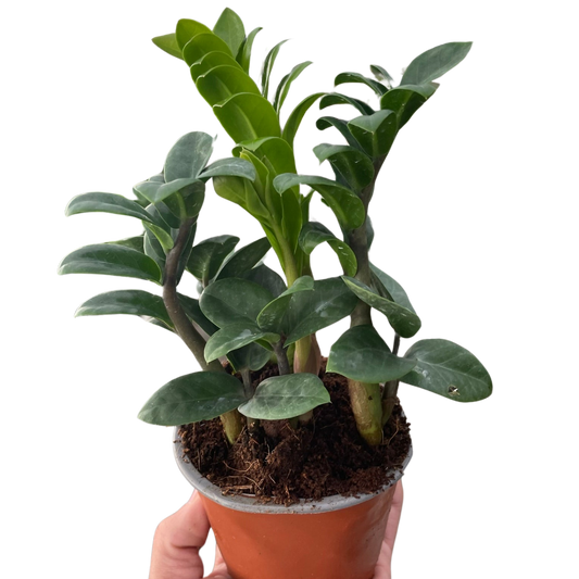 Zamioculcas zamiifolia 'Zenzi'-4" Pot