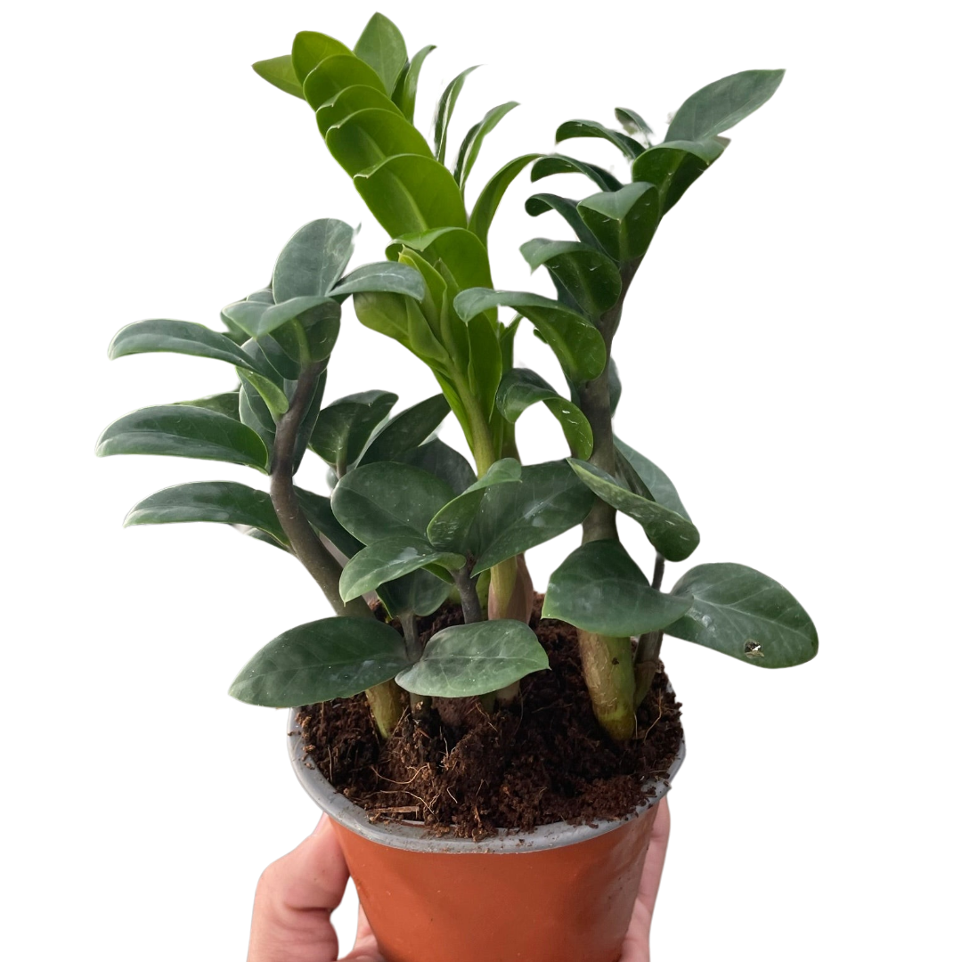 Zamioculcas zamiifolia 'Zenzi'-4" Pot