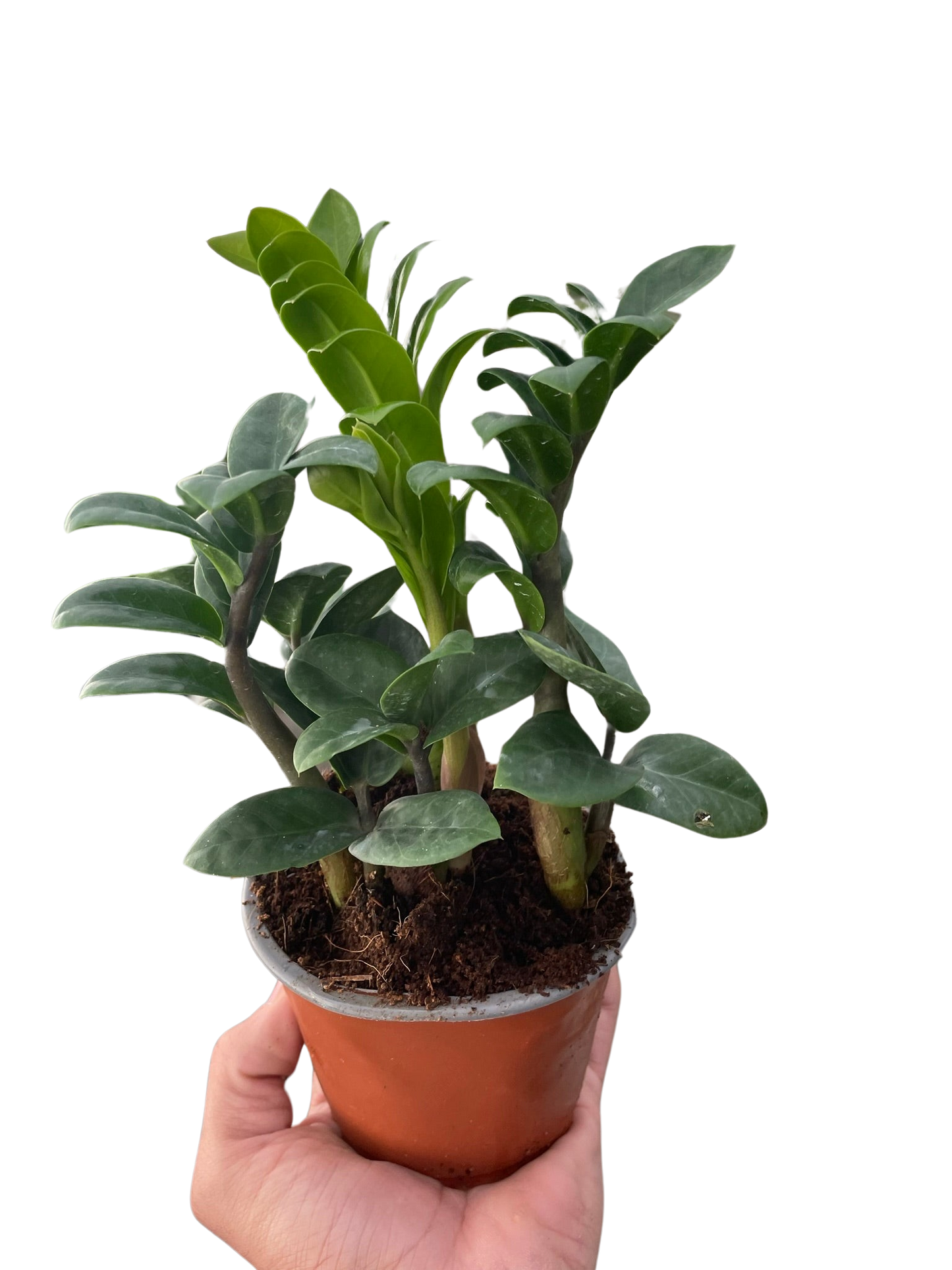 Zamioculcas zamiifolia 'Zenzi'-4" Pot