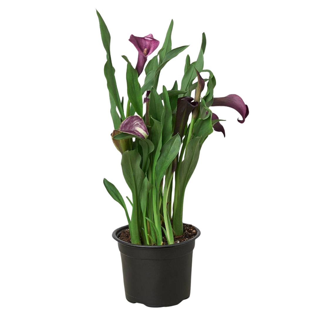 Calla Lily-4" Pot / Dark Purple