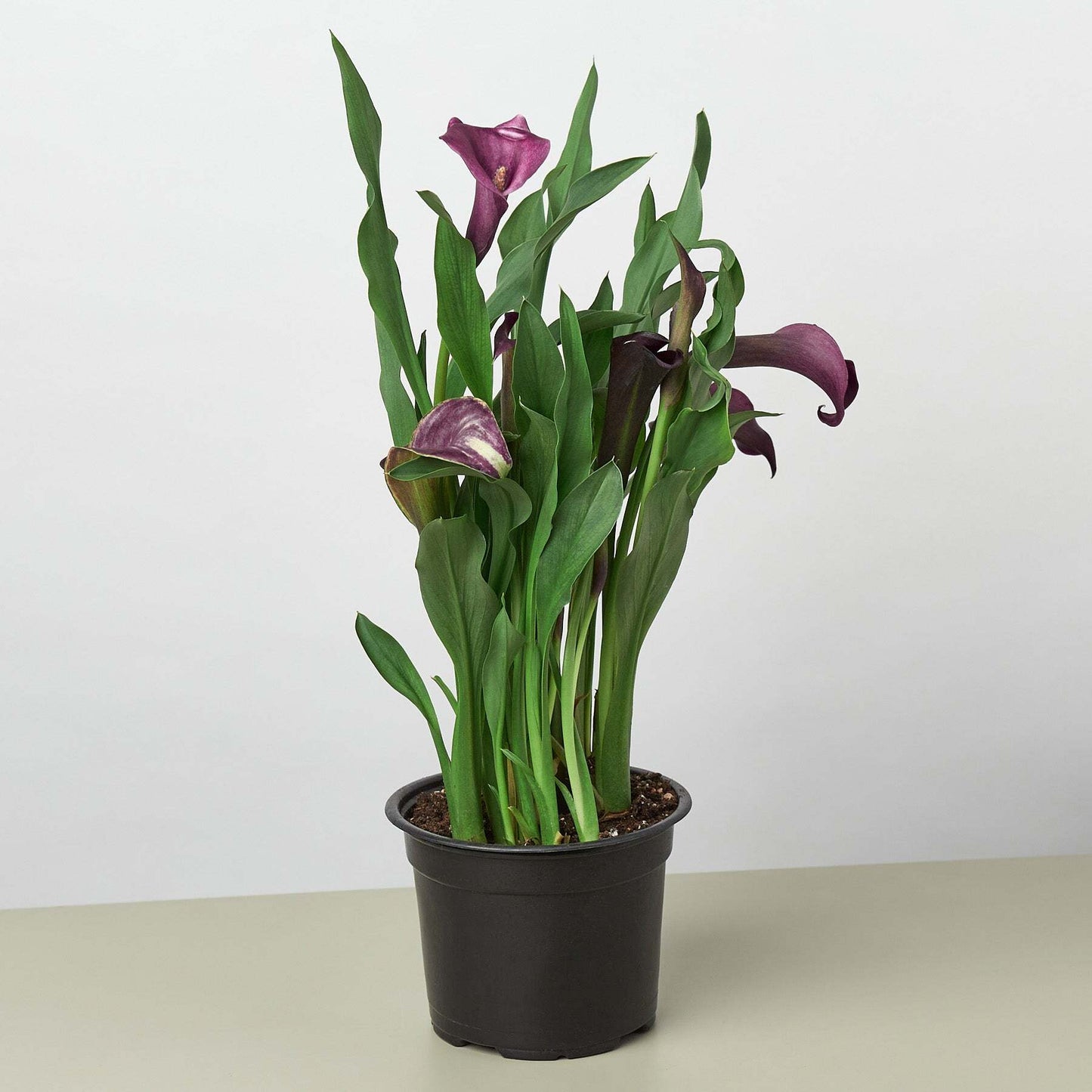 Calla Lily-4" Pot / Dark Purple