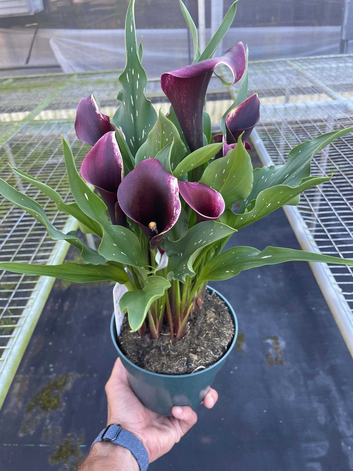 Calla Lily-4" Pot / Dark Purple