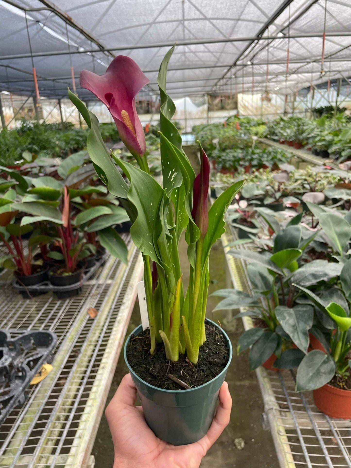 Calla Lily-4" Pot / Dark Purple