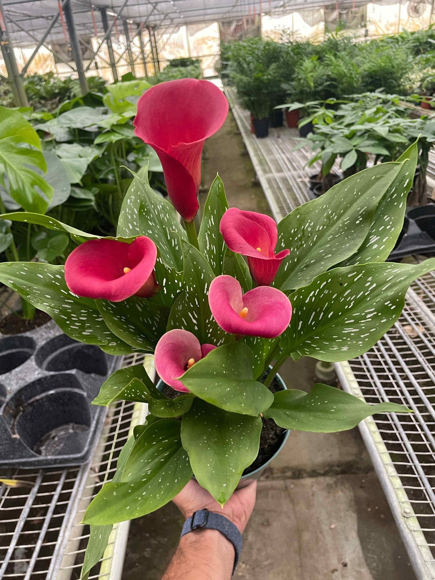 Calla Lily-4" Pot / Dark Purple