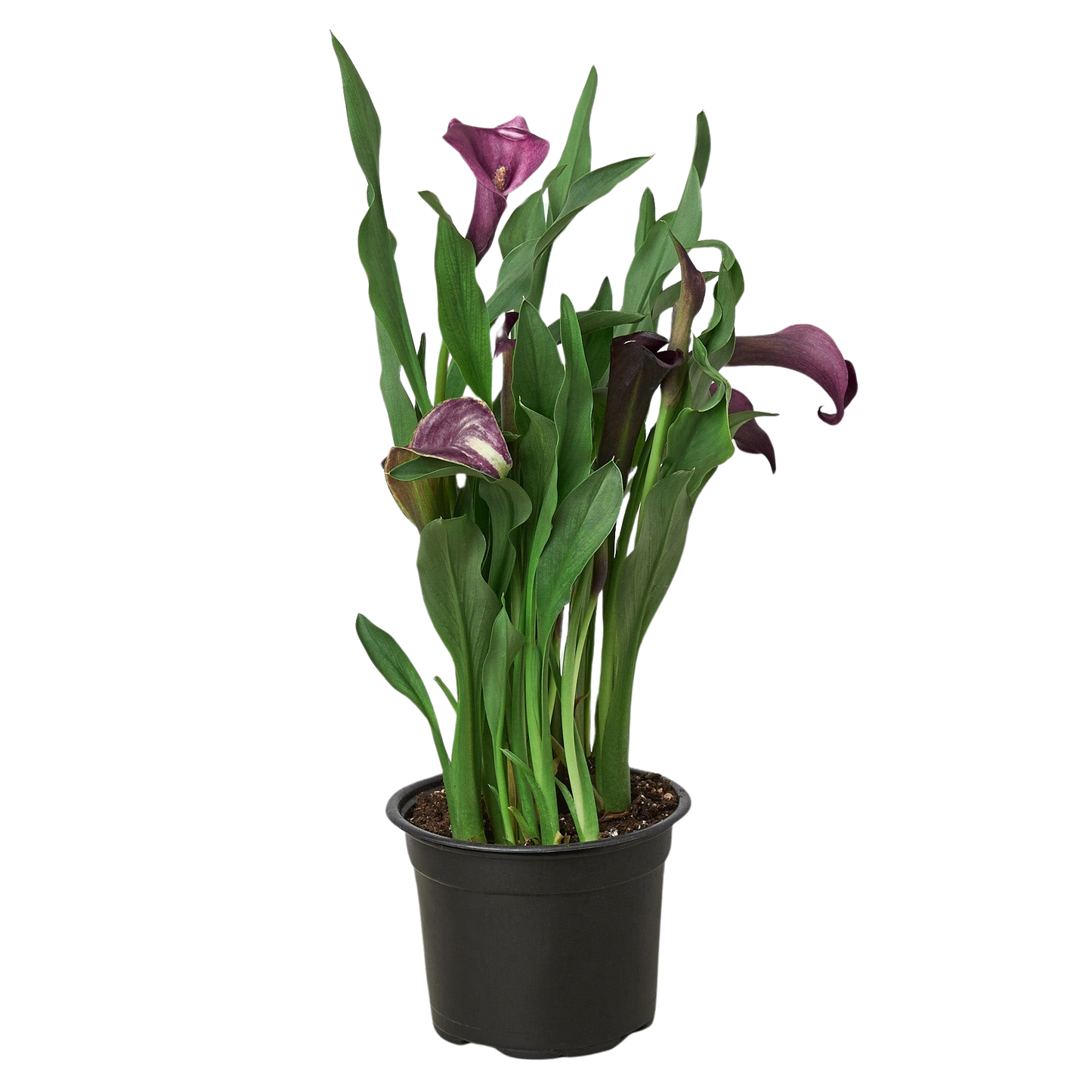 Calla Lily-4" Pot / Dark Purple