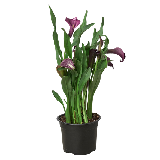 Calla Lily-4" Pot / Pink