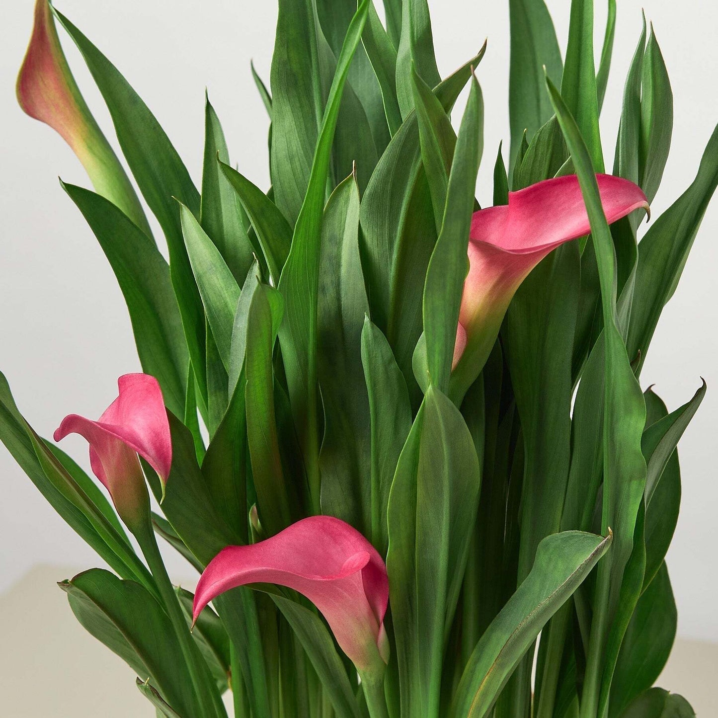 Calla Lily-4" Pot / Pink