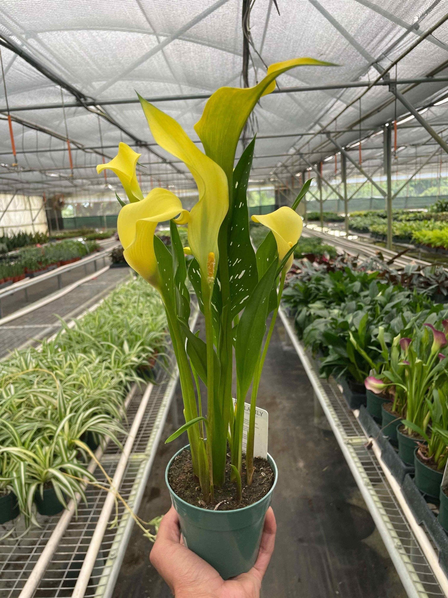 Calla Lily-4" Pot / Pink