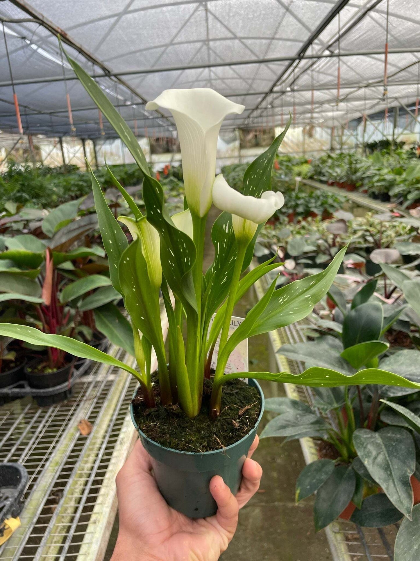 Calla Lily-4" Pot / White