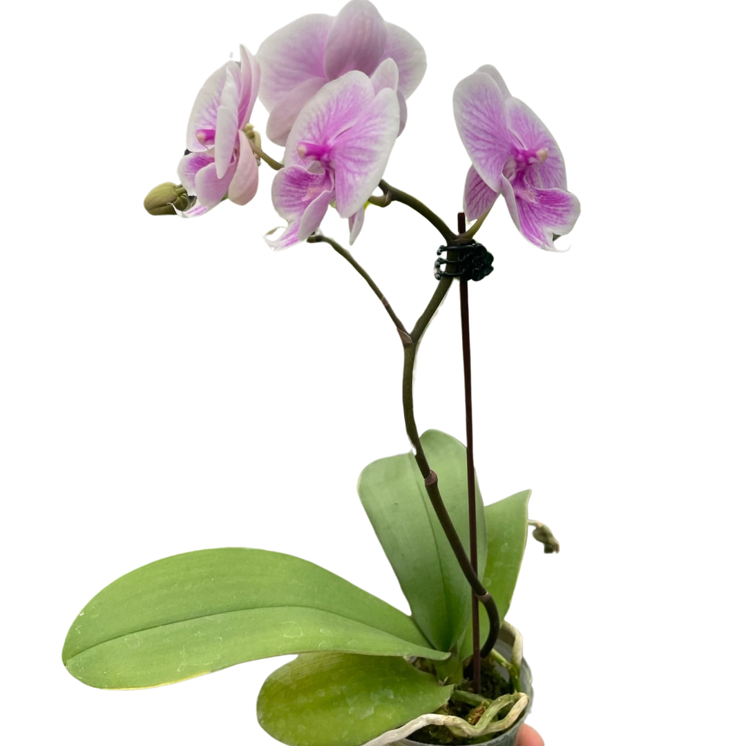 Orchid 'Light Pink Phalaenopsis'-5" Pot / Single Spike