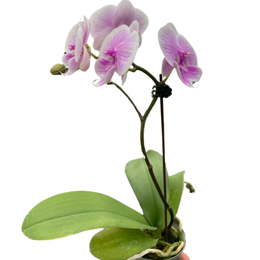 Orchid 'Light Pink Phalaenopsis'-5" Pot / Single Spike