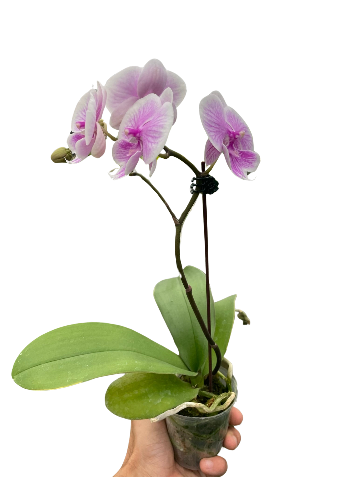 Orchid 'Light Pink Phalaenopsis'-5" Pot / Single Spike