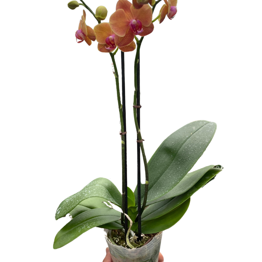 Orchid 'Orange Phalaenopsis'-5" Pot / Single Spike