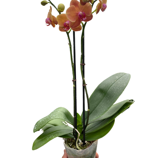 Orchid 'Orange Phalaenopsis'-5" Pot / Single Spike