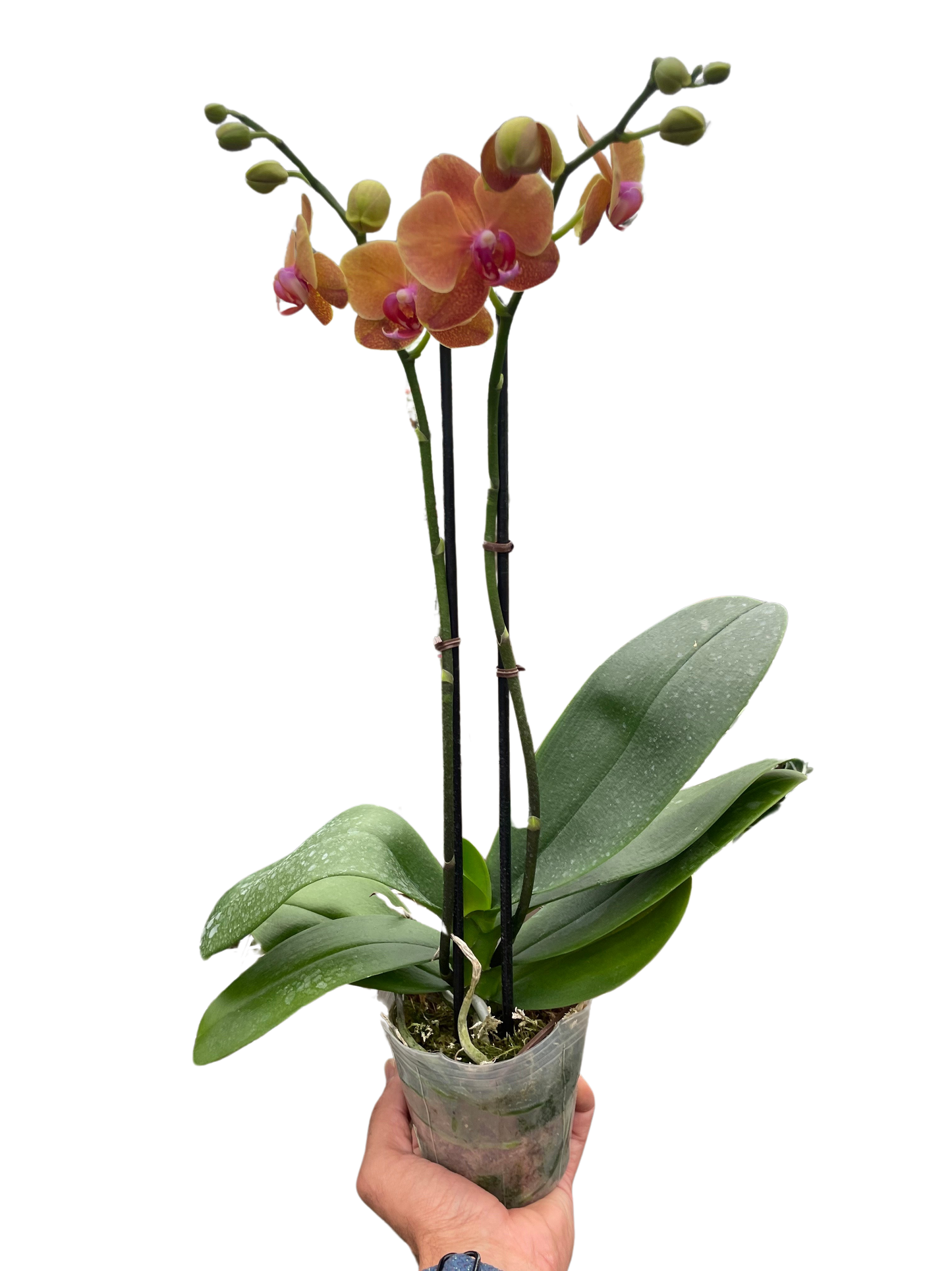 Orchid 'Orange Phalaenopsis'-5" Pot / Single Spike