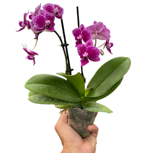 Orchid 'Purple Spotted Phalaenopsis'-5" Pot / Single Spike