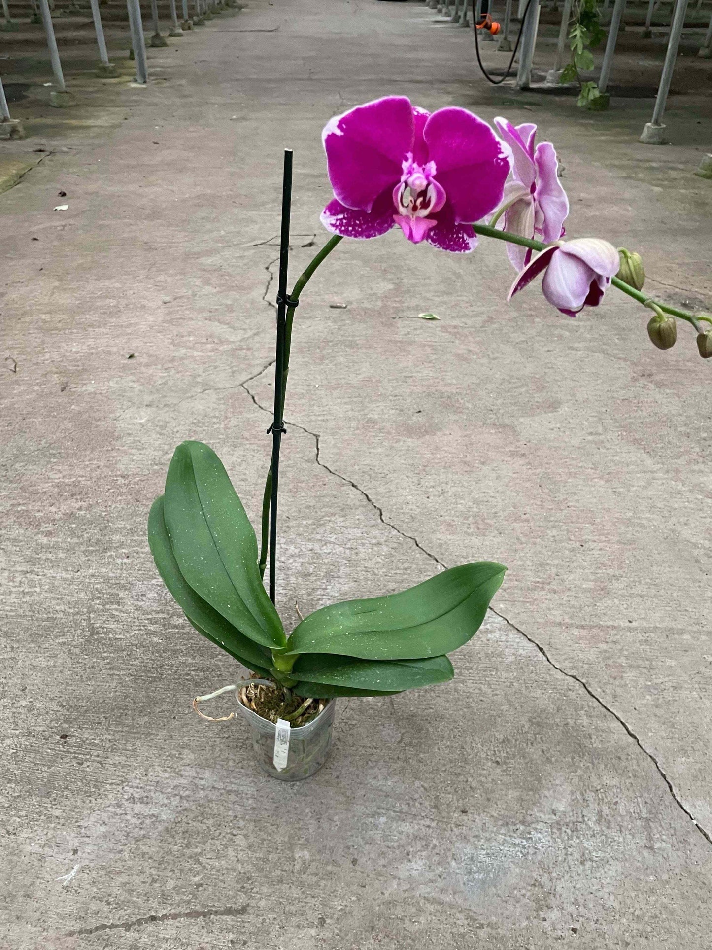 Orchid 'Purple Spotted Phalaenopsis'-5" Pot / Single Spike