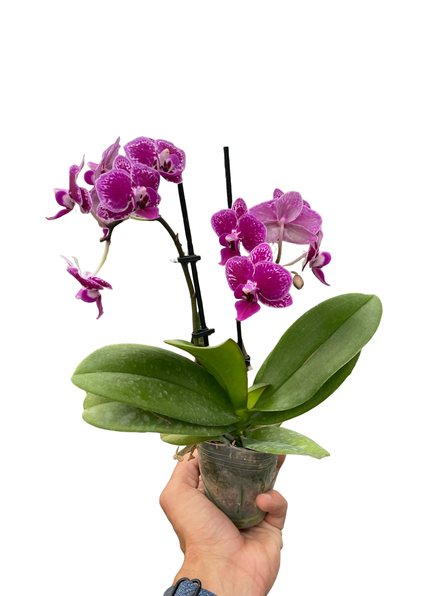 Orchid 'Purple Spotted Phalaenopsis'-5" Pot / Single Spike