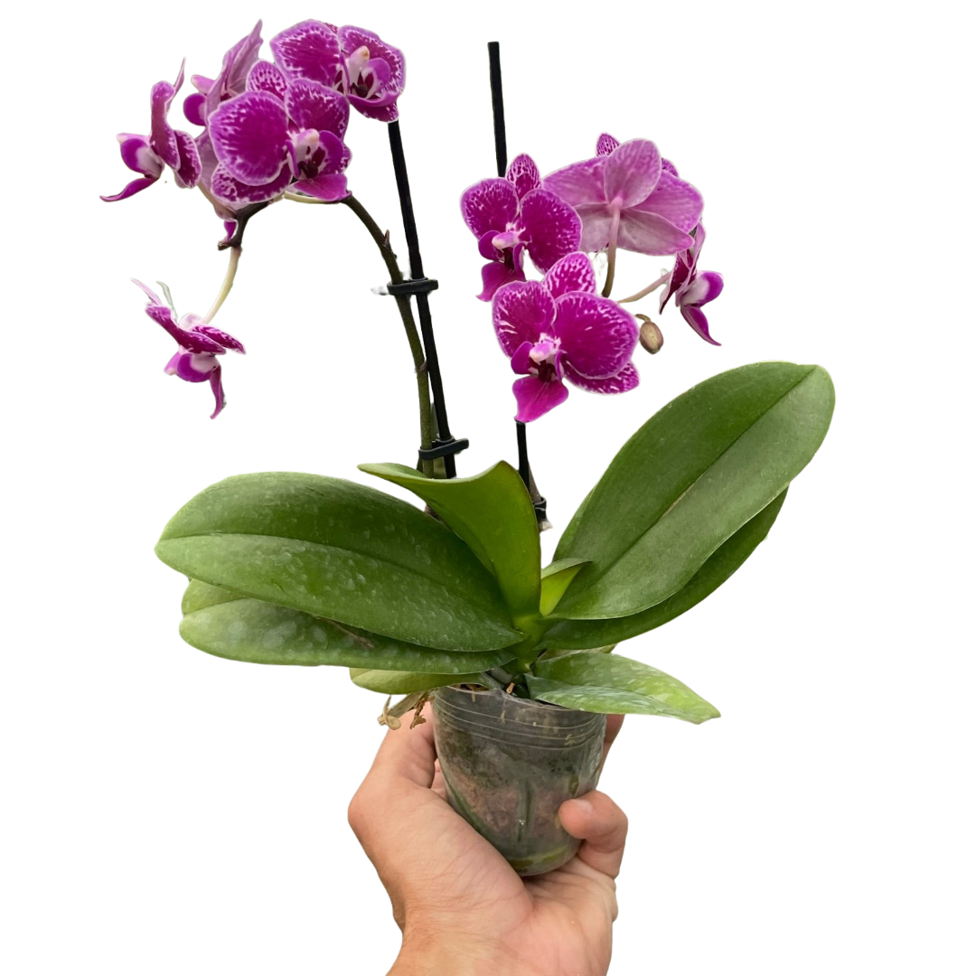 Orchid 'Purple Spotted Phalaenopsis'-5" Pot / Single Spike