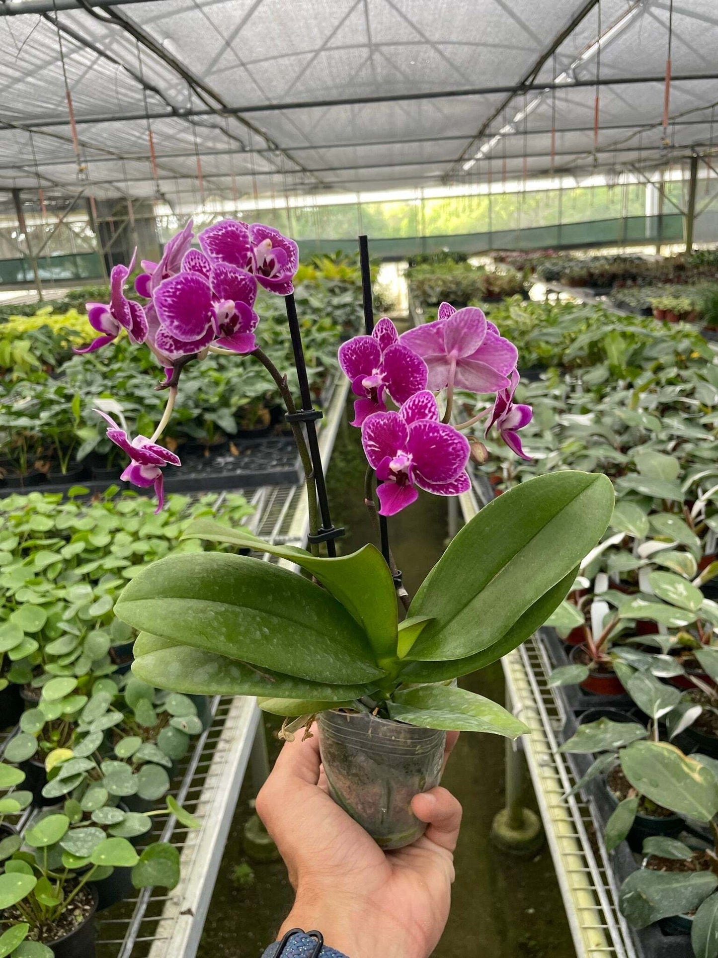 Orchid 'Purple Spotted Phalaenopsis'-5" Pot / Single Spike