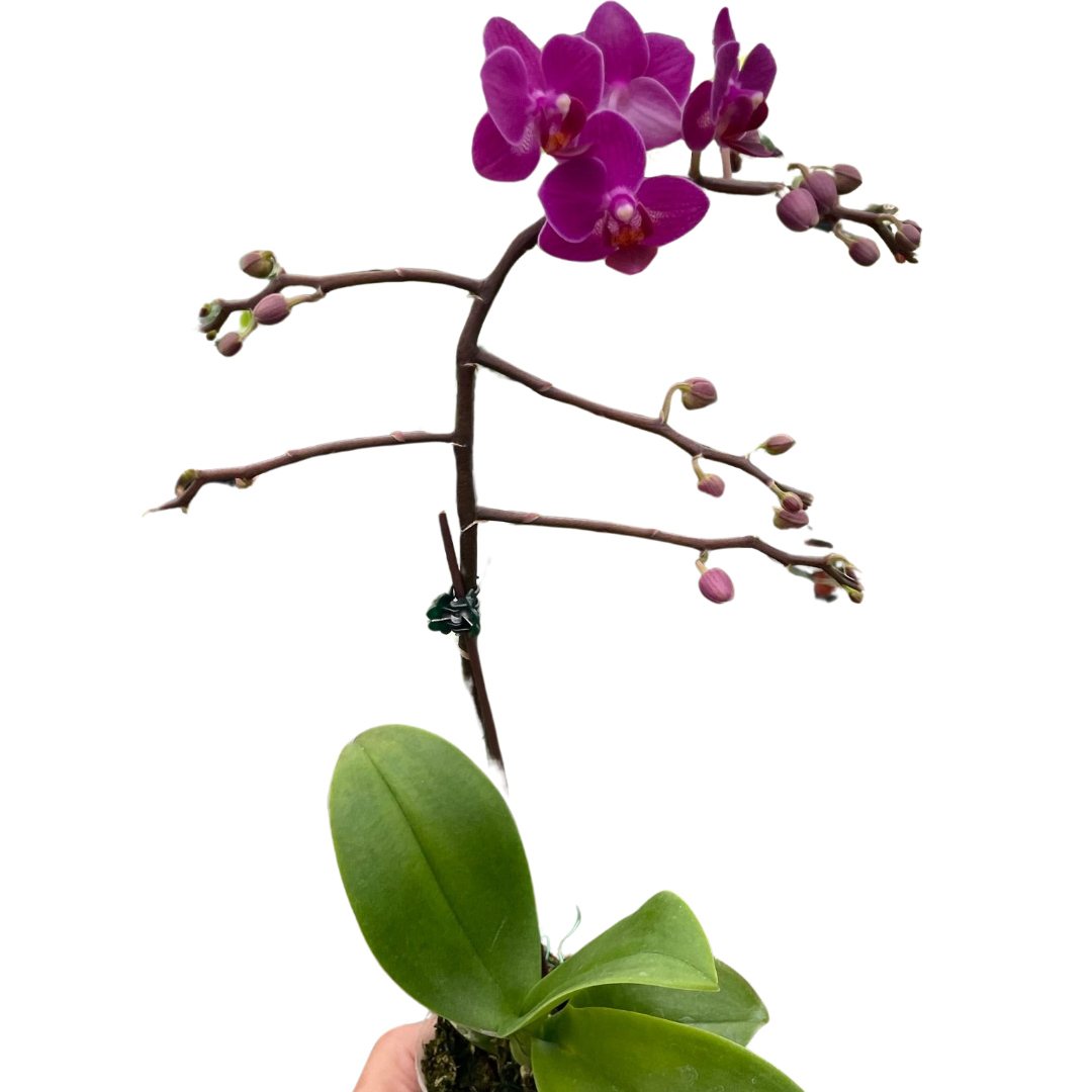 Orchid 'Purple Fucshia Phalaenopsis'-5" Pot / Single Spike