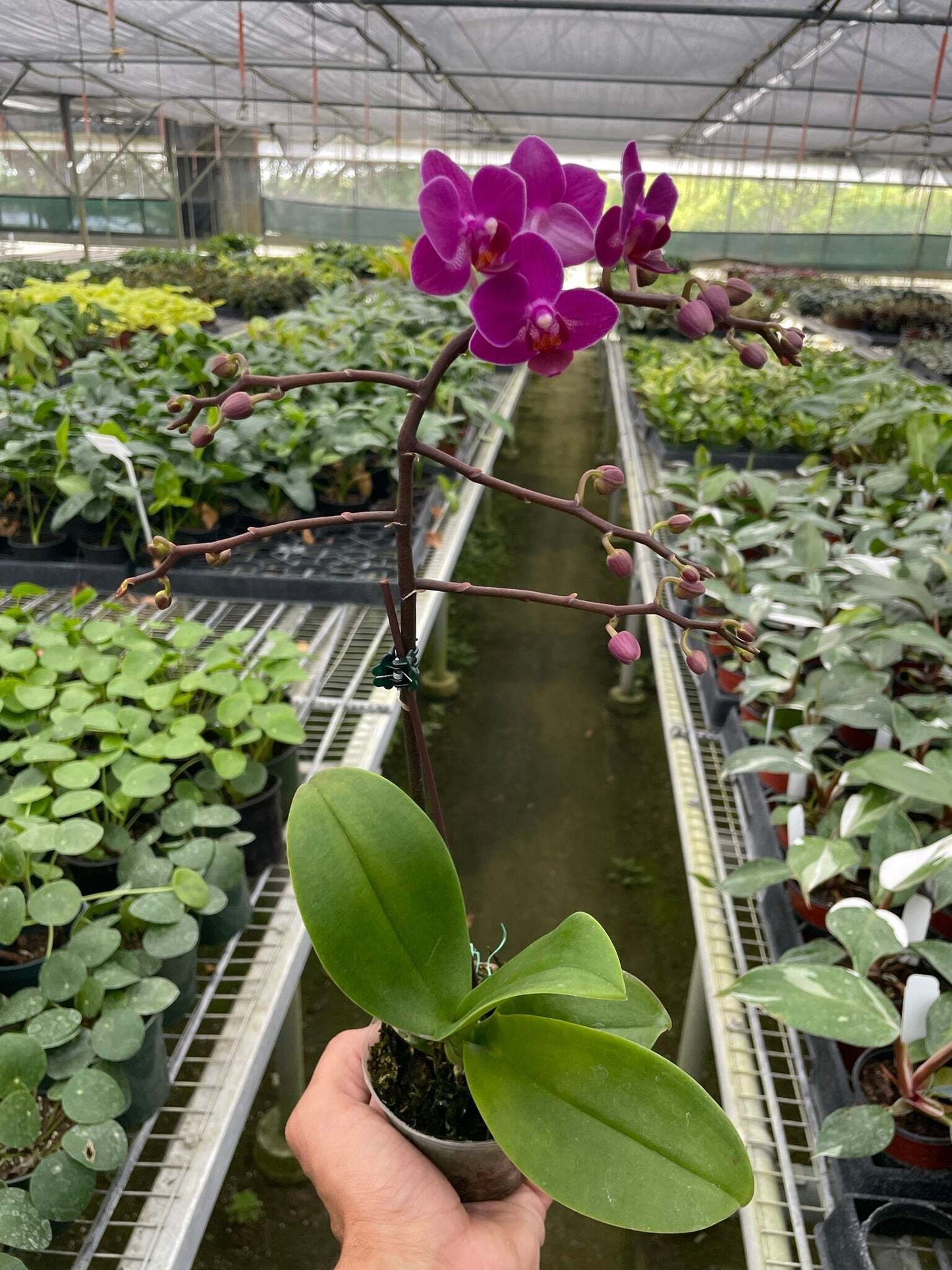 Orchid 'Purple Fucshia Phalaenopsis'-5" Pot / Single Spike