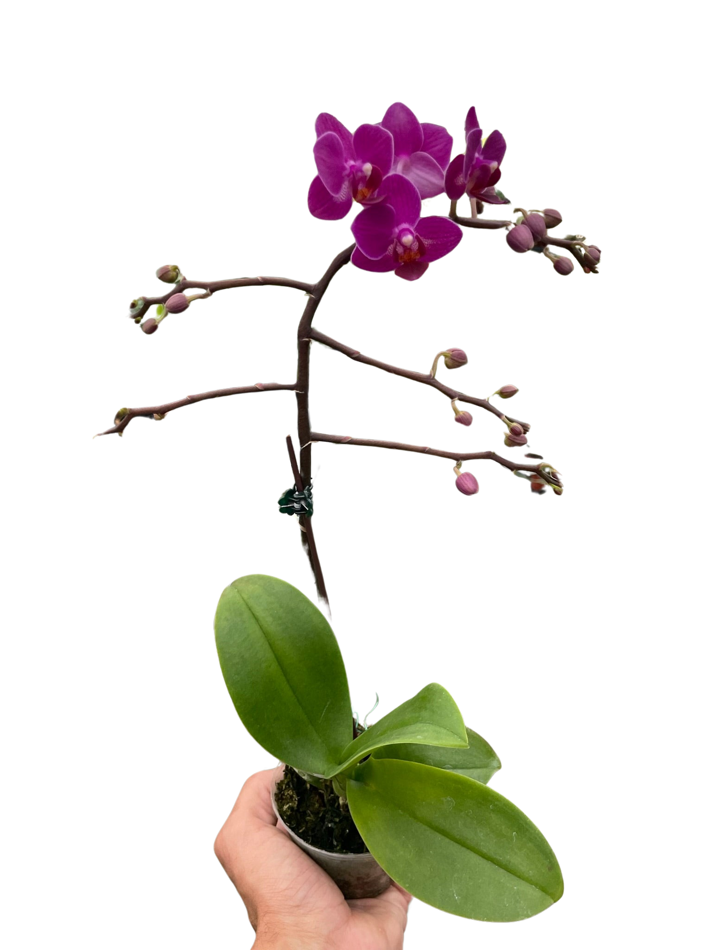 Orchid 'Purple Fucshia Phalaenopsis'-5" Pot / Single Spike