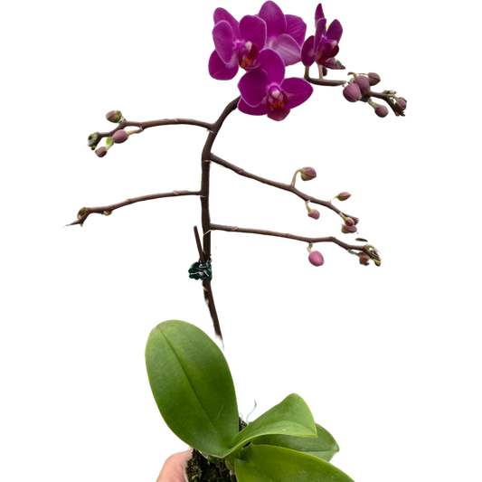 Orchid 'Purple Fucshia Phalaenopsis'-5" Pot / Double Spike