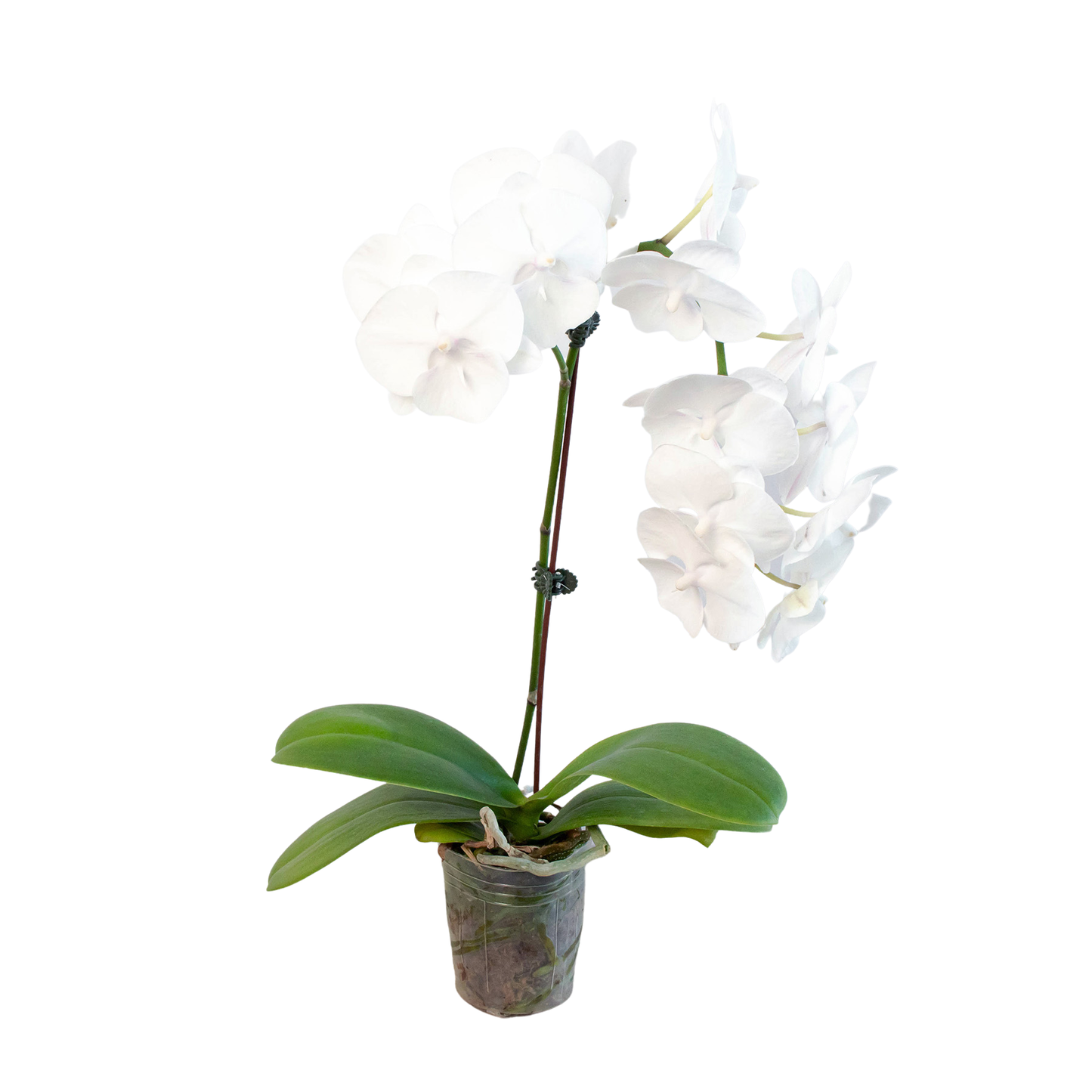 Orchid 'White Phalaenopsis'-5" Pot