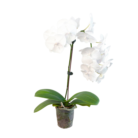 Orchid 'White Phalaenopsis'-5" Pot